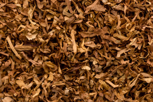 Raw Tobacco Leaves